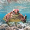 Finalists Of The Comedy Wildlife Photography Awards Announced