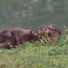 Finalists Of The Comedy Wildlife Photography Awards Announced