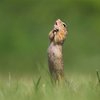 Finalists Of The Comedy Wildlife Photography Awards Announced