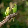 Finalists Of The Comedy Wildlife Photography Awards Announced