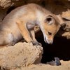 Finalists Of The Comedy Wildlife Photography Awards Announced