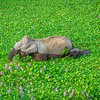 Finalists Of The Comedy Wildlife Photography Awards Announced