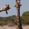 Finalists Of The Comedy Wildlife Photography Awards Announced