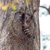 Finalists Of The Comedy Wildlife Photography Awards Announced
