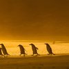 Finalists Of The Comedy Wildlife Photography Awards Announced