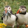 Finalists Of The Comedy Wildlife Photography Awards Announced