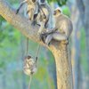 Finalists Of The Comedy Wildlife Photography Awards Announced