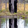 Finalists Of The Comedy Wildlife Photography Awards Announced