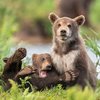 Finalists Of The Comedy Wildlife Photography Awards Announced