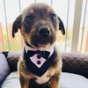 Puppy Awaits New Family In Adorable Tuxedo Just For A Disappointment