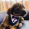 Puppy Awaits New Family In Adorable Tuxedo Just For A Disappointment