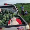 Grumpy Cat In Charge Of Supervising A Watermelon Business In Thailand