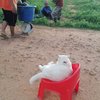 Grumpy Cat In Charge Of Supervising A Watermelon Business In Thailand