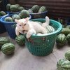 Grumpy Cat In Charge Of Supervising A Watermelon Business In Thailand
