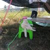 Grumpy Cat In Charge Of Supervising A Watermelon Business In Thailand