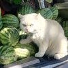 Grumpy Cat In Charge Of Supervising A Watermelon Business In Thailand