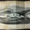 Whale Memes Raise Questions: What Is The Scale Of A Whale’s Anus?