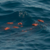 Whale Memes Raise Questions: What Is The Scale Of A Whale’s Anus?