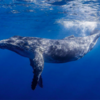 Whale Memes Raise Questions: What Is The Scale Of A Whale’s Anus?