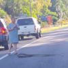 Huge Snake Causes Massive Traffic Jam While Crossing The Road