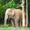 Heartwarming Moment As Elephant Recognises Vet Who Treated Him 12 Years Ago