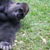 Huge Gorilla Forms Touching Bond With Tiny Bush Baby
