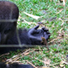 Huge Gorilla Forms Touching Bond With Tiny Bush Baby