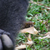 Huge Gorilla Forms Touching Bond With Tiny Bush Baby