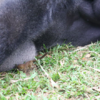 Huge Gorilla Forms Touching Bond With Tiny Bush Baby