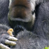 Huge Gorilla Forms Touching Bond With Tiny Bush Baby