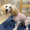 Dog Left Resembling 'Pennywise the Clown' After A Trip To The Groomers