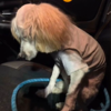 Dog Left Resembling 'Pennywise the Clown' After A Trip To The Groomers