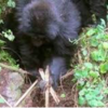 Gorilla Youngsters Caught Destroying Snares Set By Hunters