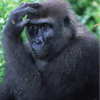 Gorilla Youngsters Caught Destroying Snares Set By Hunters