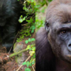 Gorilla Youngsters Caught Destroying Snares Set By Hunters