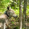 Wild Wolf Gives Personal Hunting Tour While Wearing A Collar Camera