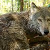 Wild Wolf Gives Personal Hunting Tour While Wearing A Collar Camera