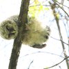 Baby Owls Just Got Way Cuter As They Sleep Face Down