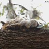 Baby Owls Just Got Way Cuter As They Sleep Face Down