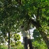 Man Plants Trees For 40 Years On Sandy Barren Island Which Is Now A Giant Forest