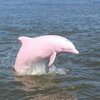 Rare Pink Dolphin Welcomes Pink Baby Calf Into The World