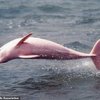 Rare Pink Dolphin Welcomes Pink Baby Calf Into The World
