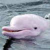 Rare Pink Dolphin Welcomes Pink Baby Calf Into The World