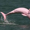 Rare Pink Dolphin Welcomes Pink Baby Calf Into The World