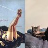 Funny Cats Poses Like Pin Up Girls