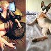 Funny Cats Poses Like Pin Up Girls