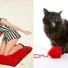 Funny Cats Poses Like Pin Up Girls