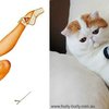 Funny Cats Poses Like Pin Up Girls