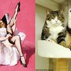 Funny Cats Poses Like Pin Up Girls