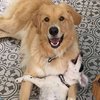 Golden Retriever Finds Smart Way To Calm His Little Energetic Brother Down